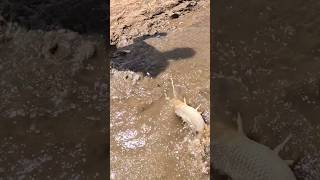 Трофейный Сазан!Бешенный клёв в диких местах! #youtube #рыбалка #2025 #shorts #short #carp #рек #1k