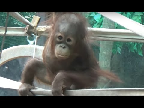 Baby Orangutan - Zaki #1 #orangutans