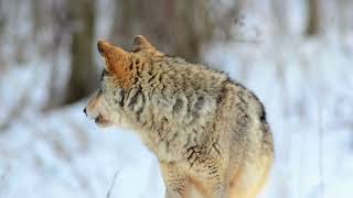 Wolf Pack Howling - Sound Effect #freesoundeffects #sound #animals #asmrsounds #asmr