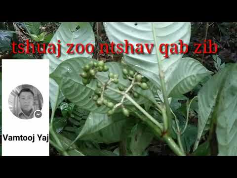Video: Ntshav Qab Zib Hauv Cov Menyuam