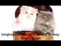 The Most Popular Persian Cat Info | Know More About Your Kitty. の動画、YouTube動画。