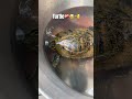 Got a turtle!!🥹