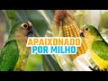 Periquito rei adora milho verde