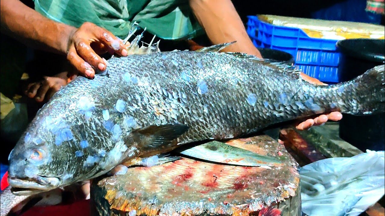 Monster Koi Bhol: The Biggest Fish Cutting You've Ever Seen!