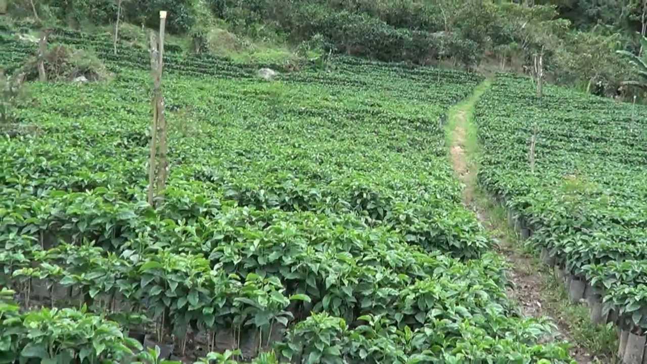 [Part 2 of 6] How Coffee Is Grown La Minita Farm In Costa Rica YouTube
