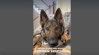 So you think you want to be owned by a German Shepherd