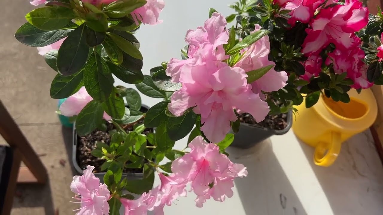 娇艳的皋月杜鹃，“花中西施”的养护要点。
