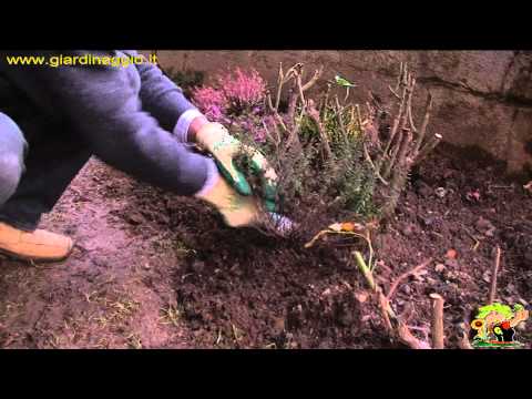 Video: La lavanda ha bisogno di terreno ericaceo?