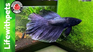 Fish Room Tank Tour 2019 Betta Fish, Goldfish, Shrimp and Much More