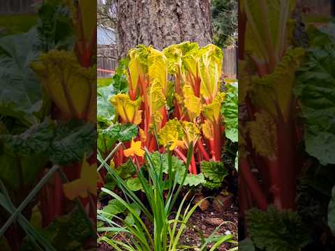 Growing Rhubarb in 60 Seconds — UK Garden Short