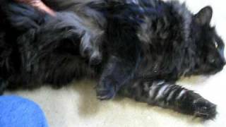 Mollie, Black Smoke Longhair Cat -- Needs A Home