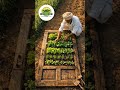 "पुराने दरवाजे से खेती 😲 | देसी जुगाड़ का कमाल 🌱"