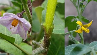 Grafting Tomato on eggplant - Vegetable grafting | Grafting plants