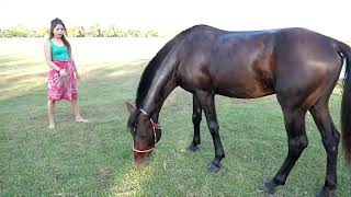 pretty girl playing with black horse in the village