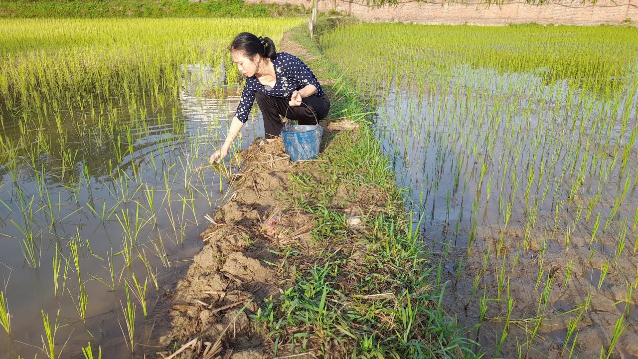 Go catch snails to feed the ducks. Eat jackfruit with mom. Country life.