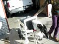 Build a Large Dog Wheelchair Build a Large Dog Wheelchair