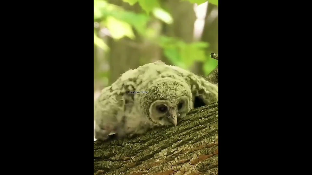 Baby owls sleep laying down  