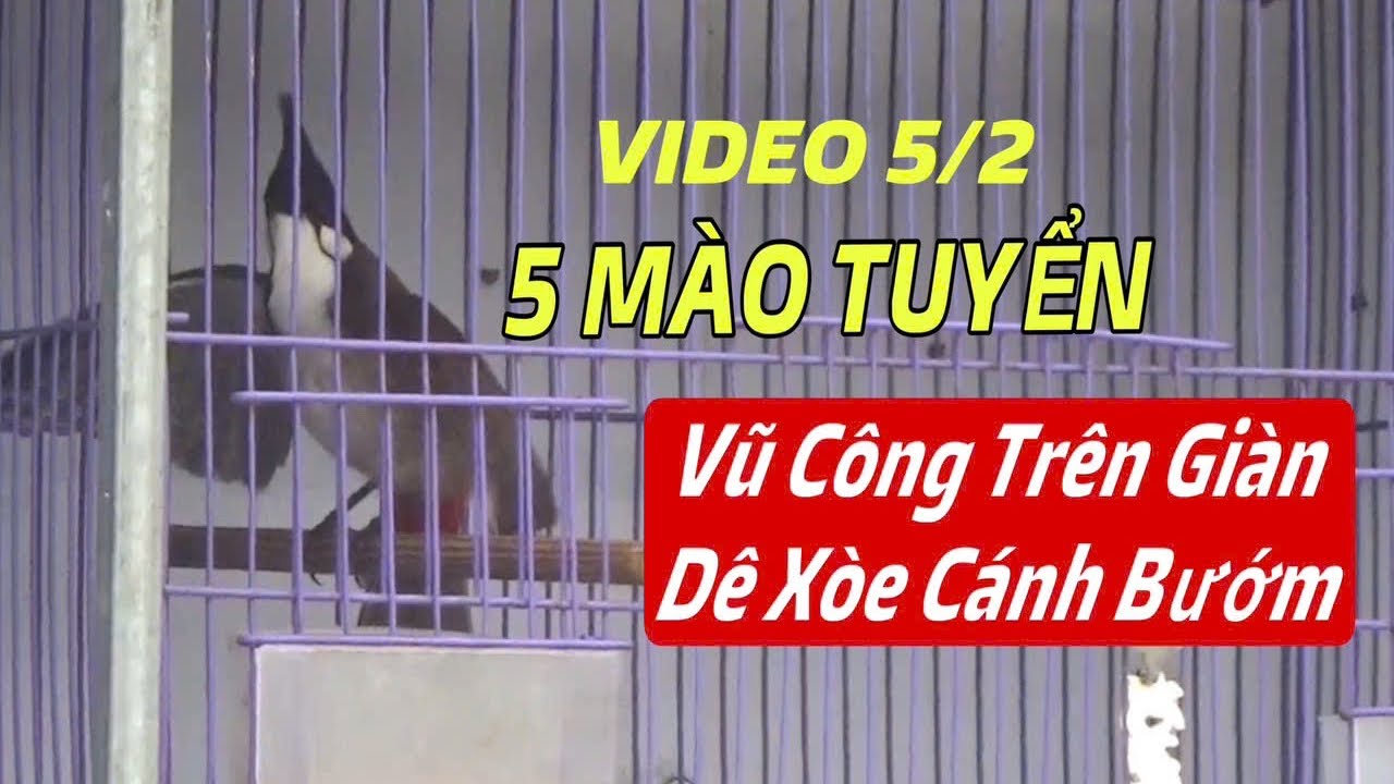 VŨ CÔNG TRÊN GIÀN - DÊ XOÈ CÁNH BƯỚM // BỔI KHỦNG DÀI 25CM // HÀNG THỬA GỘT GIÀN 2026