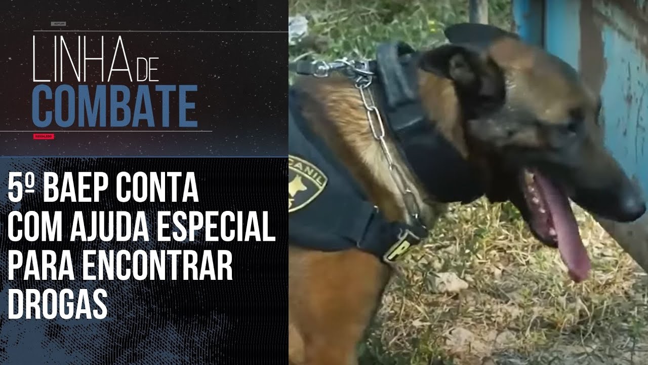 QUINTO BAEP CONTA COM AJUDA ESPECIAL PARA ENCONTRAR DROGAS | LINHA DE COMBATE