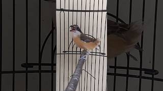 Cendet Macan Gacor Cocok Untuk Masteran Murai Batu cendetgacor pentetgacor