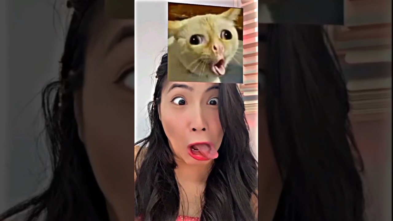 cat meme face 😝10