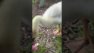 Good to have Giggle on garden maintenance duties #gigglethegoose #gardenduties #gosling
