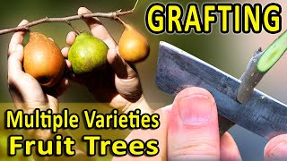 HOW TO GRAFT MULTIPLE Varieties FRUIT TREES and AVOID the most COMMON MISTAKES