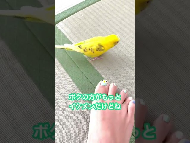 インコネイルをインコに見せた時の反応 インコまるけ Youtube