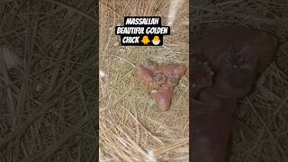 MassAllah Beautiful golden chick hatching 🐣 Start with 3Chiks hatch 🐣#viralvideo #views #fypシ゚viral