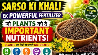Sarso ki khali ki khad powerful npk #gardeningkarketohdekho #garden #npk #fertilizer#gardeningtips