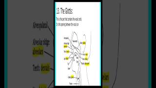 Where's The Glottis And Sound It Makes #speechorgans #learnenglish #speechproduction