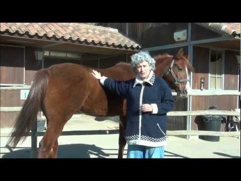 Video: Cómo Calmar A Un Caballo