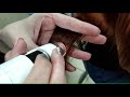 Тест-драйв 2х средств Kapous - масла арганы и флюида при помощи ниоскопа в Имидж Мастер