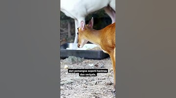 Tanduk Rusa Boleh Tumbuh Semula? 5 Fakta Ajaib Si Raja Rimba Ini!