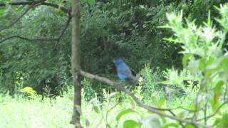 indigo bunting spit calls and tail switching