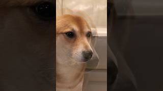 Seal Winnie phonk edit😤 #shibainu #funkedup #xxanteria