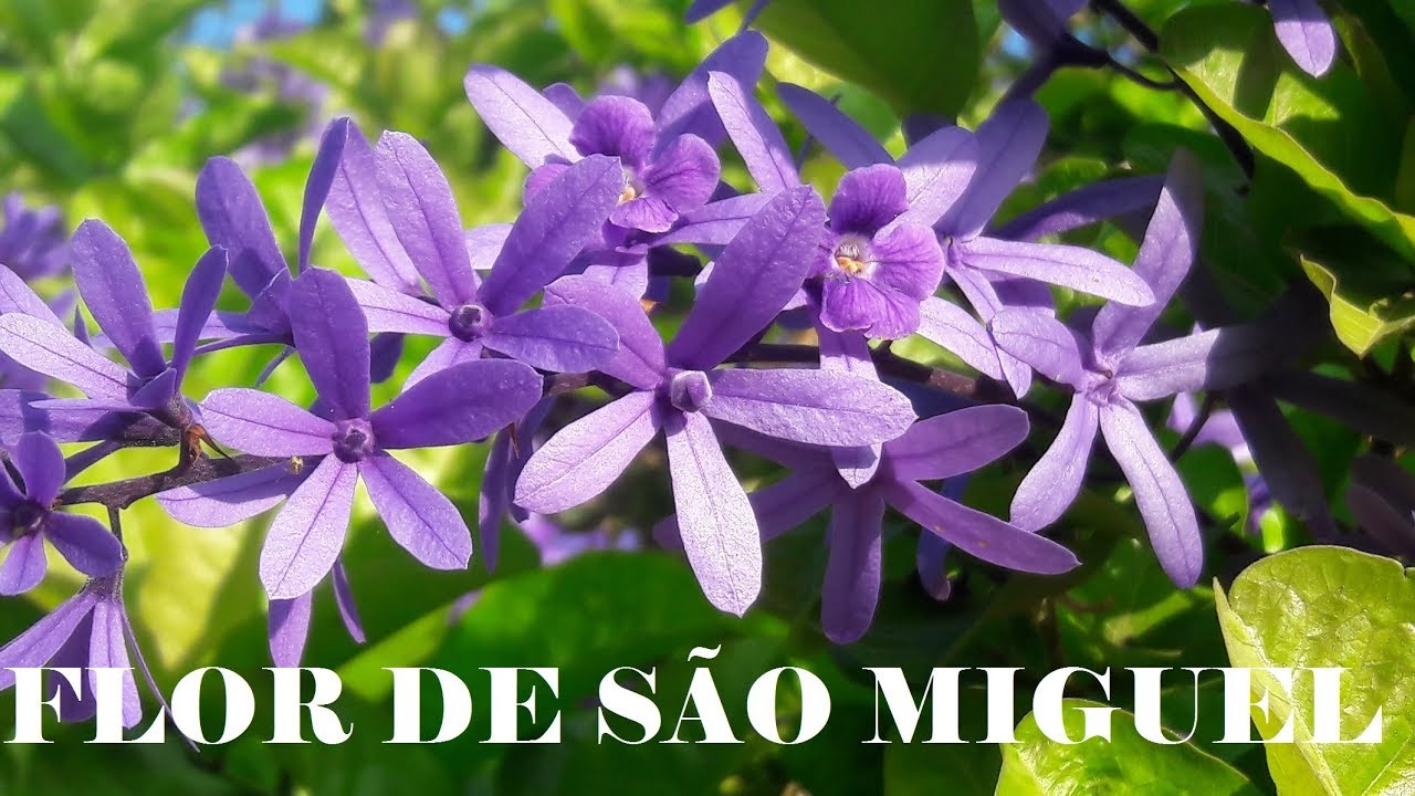 Flor de São Miguel (Petrea volubilis) - Dicas e Polinizadores / Legendado  (English/Português) - thptnganamst.edu.vn