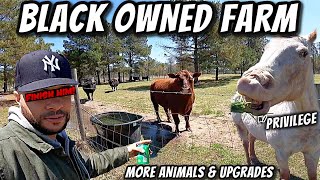 BLACK OWNED FARM IN NORTH CAROLINA | FEEDING HORSES, COWS, GOATS & FRESH CHICKEN EGGS screenshot 5