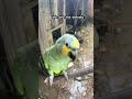 Este loro me detesta 
