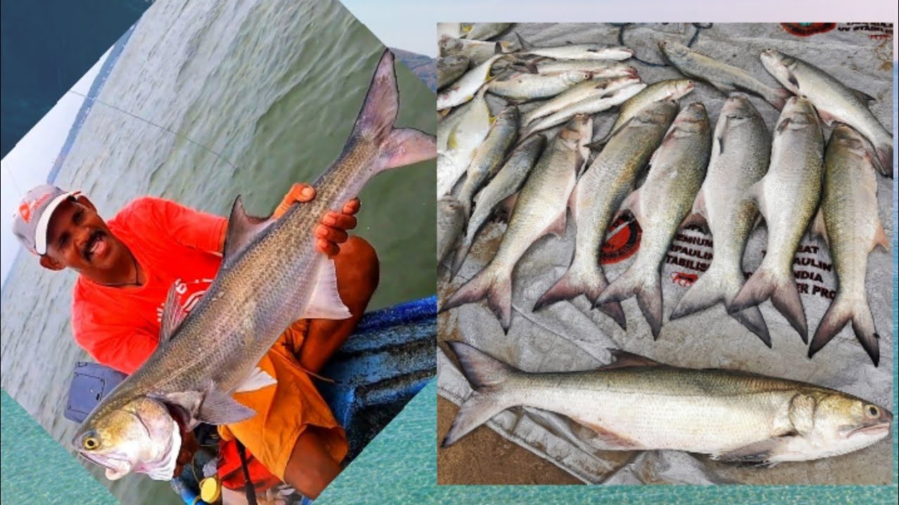 Thread Fin Fish Goa Goa's Thrilling Threadfin Salmon Bonanza: Offshore Fishing Adventure of ...