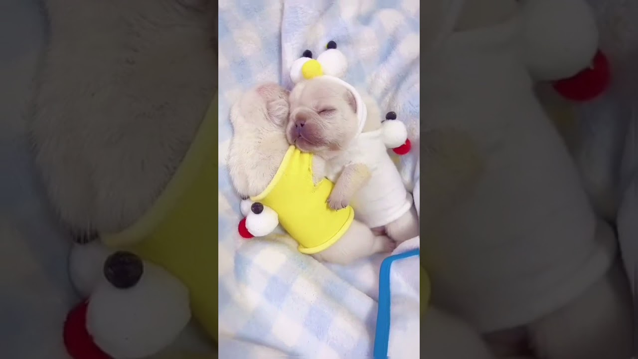 cute dogs | cute funny animals 2021