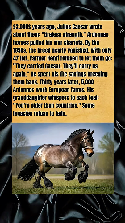 Older Than Countries... The War Horse Breed Saved from Extinction #wholesome #wildlife #horse