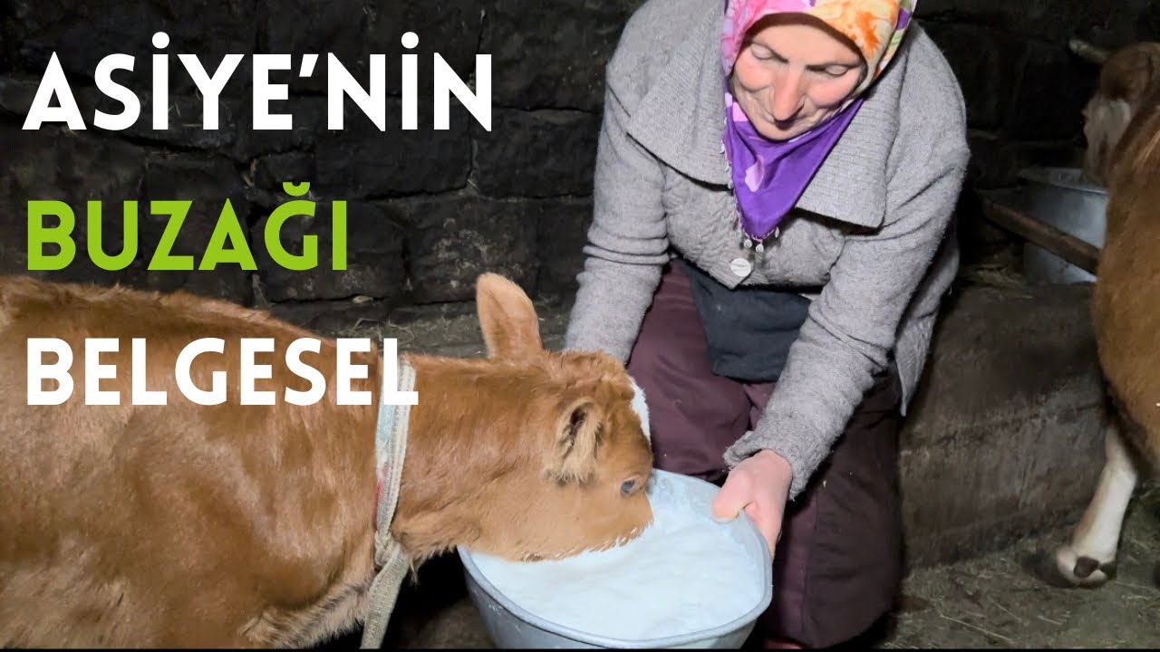 Asiye’nin kınalı buzağı Köy yemeği #belgesel #köyhayatı #iftarsofrası #yöresellezzet #yemektarifleri