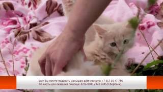 Ищу дом. Котята в добрые руки. Ищу дом. Котята в добрые руки.