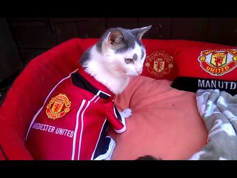 Pippa man  utd cat  in utd cat  pet top YouTube
