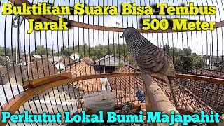 Perkutut Lokal Majapahit Suara Tembus 500 Meter