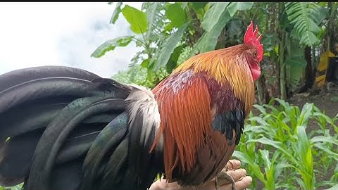 Sim qiab dib qua ua si khav theeb kaws. Thử Gà rừng má vàng với gà của ông