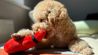 Проверяем терпение Капуча | Карликовый пудель #poodle #toypoodle #dog