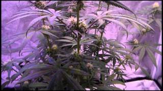 LED Grow, Mystery Haze update