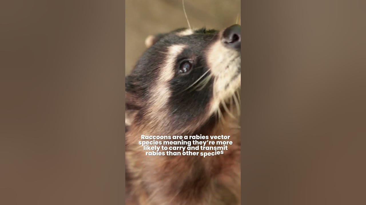 Why raccoons are dangerous are raccoons dangerous to humans and pets